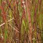 Hemarthria Altissima, Swamp Couch Limpo Grass Seed 3000 PCS, Da Niu Bian Cao