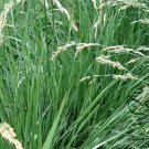Festuca Arundinacea, Reed Fescue Seed 5000 PCS, Wei Zhuang Yang Mao