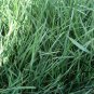 Festuca Arundinacea, Reed Fescue Seed 5000 PCS, Wei Zhuang Yang Mao