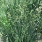Festuca Arundinacea, Reed Fescue Seed 5000 PCS, Wei Zhuang Yang Mao