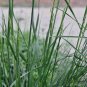 Festuca Arundinacea, Reed Fescue Seed 5000 PCS, Wei Zhuang Yang Mao