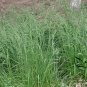 Festuca Arundinacea, Reed Fescue Seed 5000 PCS, Wei Zhuang Yang Mao