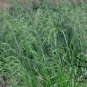Festuca Arundinacea, Reed Fescue Seed 5000 PCS, Wei Zhuang Yang Mao