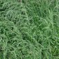 Festuca Arundinacea, Reed Fescue Seed 5000 PCS, Wei Zhuang Yang Mao