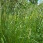 Festuca Arundinacea, Reed Fescue Seed 5000 PCS, Wei Zhuang Yang Mao