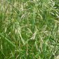 Festuca Arundinacea, Reed Fescue Seed 5000 PCS, Wei Zhuang Yang Mao
