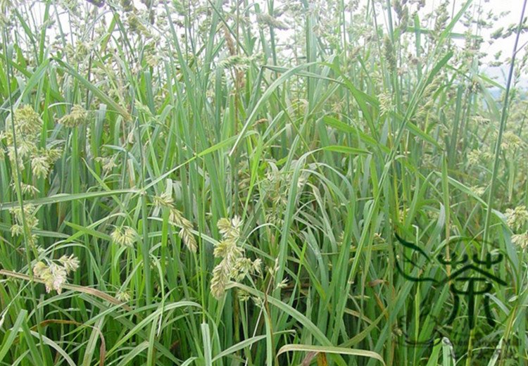 Dactylis Glomerata, Orchard Grass Seed 5000 PCS, Cock's-foot Ya Mao