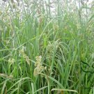 Dactylis Glomerata, Orchard Grass Seed 5000 PCS, Cock's-foot Ya Mao