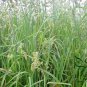 Dactylis Glomerata, Orchard Grass Seed 5000 PCS, Cock's-foot Ya Mao
