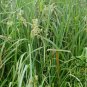 Dactylis Glomerata, Orchard Grass Seed 5000 PCS, Cock's-foot Ya Mao