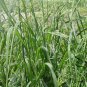 Dactylis Glomerata, Orchard Grass Seed 5000 PCS, Cock's-foot Ya Mao