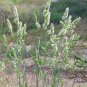 Dactylis Glomerata, Orchard Grass Seed 5000 PCS, Cock's-foot Ya Mao
