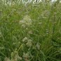 Dactylis Glomerata, Orchard Grass Seed 5000 PCS, Cock's-foot Ya Mao