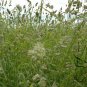 Dactylis Glomerata, Orchard Grass Seed 5000 PCS, Cock's-foot Ya Mao