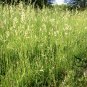 Dactylis Glomerata, Orchard Grass Seed 5000 PCS, Cock's-foot Ya Mao