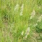 Dactylis Glomerata, Orchard Grass Seed 5000 PCS, Cock's-foot Ya Mao