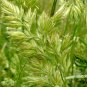 Dactylis Glomerata, Orchard Grass Seed 5000 PCS, Cock's-foot Ya Mao