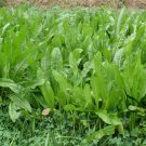 Cichorium Intybus, Common Chicory Seed 5000 PCS, Endive Juju