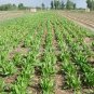 Cichorium Intybus, Common Chicory Seed 5000 PCS, Endive Juju
