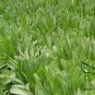Cichorium Intybus, Common Chicory Seed 5000 PCS, Endive Juju