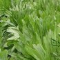 Cichorium Intybus, Common Chicory Seed 5000 PCS, Endive Juju