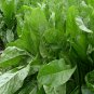 Cichorium Intybus, Common Chicory Seed 5000 PCS, Endive Juju