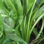 Cichorium Intybus, Common Chicory Seed 5000 PCS, Endive Juju