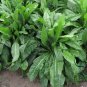 Cichorium Intybus, Common Chicory Seed 5000 PCS, Endive Juju