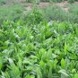 Cichorium Intybus, Common Chicory Seed 5000 PCS, Endive Juju
