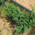 Astragalus Adsurgens, Standing Milkvetch Seed 5000 PCS, Sha Da Wang