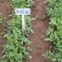 Astragalus Adsurgens, Standing Milkvetch Seed 5000 PCS, Sha Da Wang
