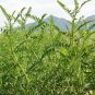 Astragalus Adsurgens, Standing Milkvetch Seed 5000 PCS, Sha Da Wang