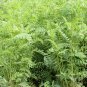 Astragalus Adsurgens, Standing Milkvetch Seed 5000 PCS, Sha Da Wang