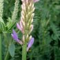 Astragalus Adsurgens, Standing Milkvetch Seed 5000 PCS, Sha Da Wang
