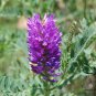 Astragalus Adsurgens, Standing Milkvetch Seed 5000 PCS, Sha Da Wang