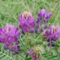 Astragalus Adsurgens, Standing Milkvetch Seed 5000 PCS, Sha Da Wang