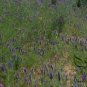 Astragalus Adsurgens, Standing Milkvetch Seed 5000 PCS, Sha Da Wang