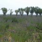 Astragalus Adsurgens, Standing Milkvetch Seed 5000 PCS, Sha Da Wang