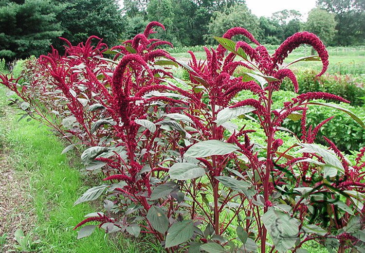 Amaranthus Hypochondriacus, Prince's Feather Seed 20000 PCS, Amaranth