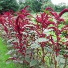 Amaranthus Hypochondriacus, Prince's Feather Seed 20000 PCS, Amaranth Zili Xian