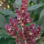 Amaranthus Hypochondriacus, Prince's Feather Seed 20000 PCS, Amaranth Zili Xian