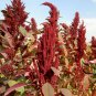 Amaranthus Hypochondriacus, Prince's Feather Seed 20000 PCS, Amaranth Zili Xian