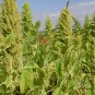 Amaranthus Hypochondriacus, Prince's Feather Seed 20000 PCS, Amaranth Zili Xian