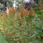 Amaranthus Hypochondriacus, Prince's Feather Seed 20000 PCS, Amaranth Zili Xian