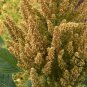 Amaranthus Hypochondriacus, Prince's Feather Seed 20000 PCS, Amaranth Zili Xian
