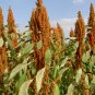 Amaranthus Hypochondriacus, Prince's Feather Seed 20000 PCS, Amaranth Zili Xian