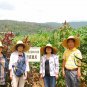 Amaranthus Hypochondriacus, Prince's Feather Seed 20000 PCS, Amaranth Zili Xian