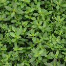 Alternanthera Philoxeroides, Alligator Weed Seed 3000 PCS, Kongxin Lianzi Cao