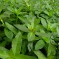 Alternanthera Philoxeroides, Alligator Weed Seed 3000 PCS, Kongxin Lianzi Cao