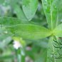 Alternanthera Philoxeroides, Alligator Weed Seed 3000 PCS, Kongxin Lianzi Cao